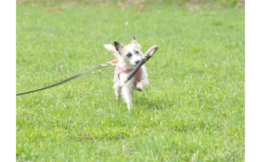 奈良県曽爾村ツーセブンのドッグラン1頭2時間利用券 /// ドッグラン チケット