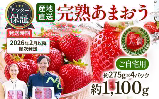 アフター保証 あまおう 約1,100g（約275g×4パック）【先行受付／2026年2月以降順次発送予定】いちご 大粒 不揃い 苺 イチゴ 福岡高級 フルーツ 土産 福岡県