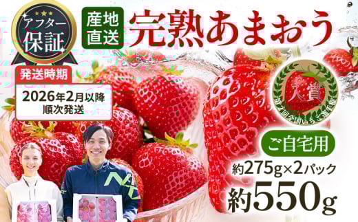 アフター保証 あまおう 約550g（約275g×2パック）【先行受付／2026年2月以降順次発送予定】いちご 大粒 不揃い 苺 イチゴ 福岡高級 フルーツ 土産 福岡県