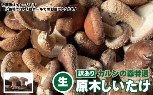 Y-2001 【訳あり】カルシの森特選 原木しいたけ(生)約2kg