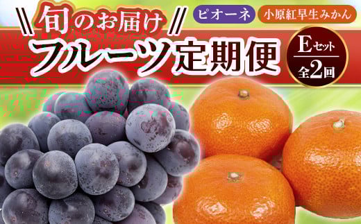 【フルーツ定期便 2回】 《小原紅早生みかんからスタート》 Eセット ピオーネ 約1.2kg 小原紅早生みかん 約4.5kg ぶどう みかん 旬 果物 国産 香川県 フルーツ定期便 F5J-783