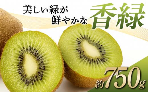 【先行予約】《2025年12月～2026年3月頃お届け》 キウイ 美しい緑が鮮やかな 香緑 こうりょく 約750g 国産 香川 果物 キュウイ キューイ フルーツ 旬  香川県 香川県共通返礼品 F5J-1021