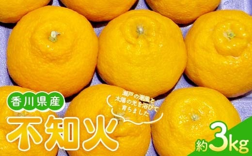 【先行予約 2026年2月～3月頃お届け】 不知火(約3kg) しらぬひ しらぬい 柑橘 果物 香川県 琴平町 フルーツみかん 旬 F5J-1032