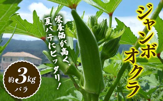 【先行予約2026年7月~2026年9月頃お届け】オクラ (約3kg) 夏野菜 オクラ 名産品 ご当地 野菜 グルメ 食品 おひたし 天ぷら 炒め物 四国 F5J-921