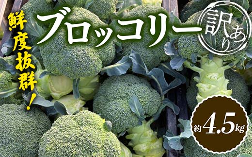 【先行予約2025年10月~2026年5月頃お届け】《訳あり》鮮度抜群!訳ありブロッコリー (約4.5kg) 訳あり 野菜 ブロッコリー 朝採り 朝採れ 朝どれ 家庭用 サラダ 食品 名産 四国 F5J-923