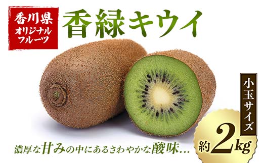 【先行予約2025年12月~2026年3月頃お届け】 香緑キウイ (小玉サイズ) 約2kg フルーツ 果物 くだもの キウイ 香緑 小玉 デザート キウイフルーツ 食品 名産 四国 F5J-670