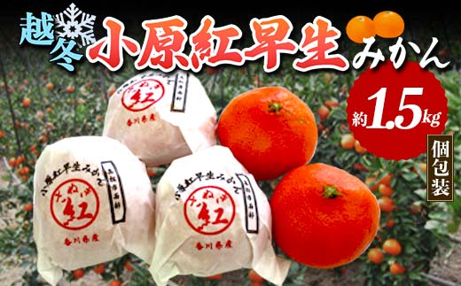 【先行予約2026年1月~2026年2月頃お届け】 越冬小原紅早生みかん (個包装) 約1.5kg みかん 果物 くだもの フルーツ デザート 個包装 越冬 早生 オリジナル品種 食品 名産 四国 F5J-666