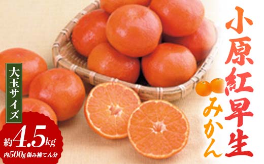 【先行予約2025年11月~2025年12月頃お届け】 小原紅早生みかん (大玉サイズ) 約4.5kg (内 傷み補てん分 500g)  みかん 果物 くだもの フルーツ デザート 大玉 早生 オリジナル品種 食品 名産 四国 F5J-664