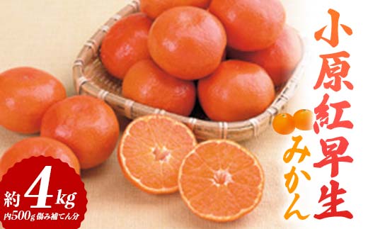 【先行予約2025年11月~2025年12月頃お届け】  小原紅早生みかん 約4kg (内 傷み補てん分 500g) みかん 果物 くだもの フルーツ デザート 早生 オリジナル品種 食品 名産 四国 F5J-663
