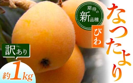 【先行予約2026年5月~6月頃お届け】【香川県共通返礼品】なつたよりびわ 約1kg 訳あり びわ なつたより 大玉 柔らかい 香川県共通返礼品 食品 名産 四国 香川 F5J-673