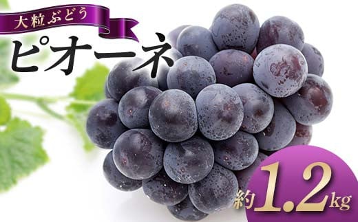 【先行予約】《2026年8月中旬~9月中旬頃お届け》 大粒ぶどう ピオーネ 約1.2kg 種なし フルーツ 旬のフルーツ ぶどう 旬の果物 国産 香川県三豊市共通返礼品 F5J-743