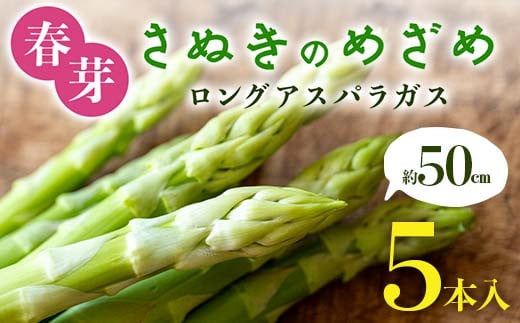 【先行予約2026年2月~5月頃お届け】春芽 さぬきのめざめ 約50㎝ロングアスパラガス 5本入り アスパラ サラダ お弁当 おかず フレッシュ 新鮮 琴平 香川 F5J-761