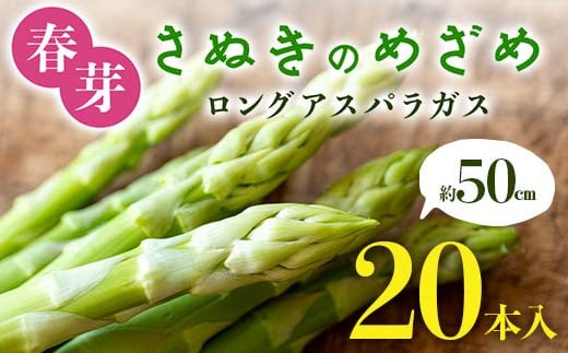 【先行予約2026年2月~5月頃お届け】春芽 さぬきのめざめ 約50㎝ロングアスパラガス 20本入り アスパラ サラダ お弁当 おかず フレッシュ 新鮮 琴平 香川 F5J-763