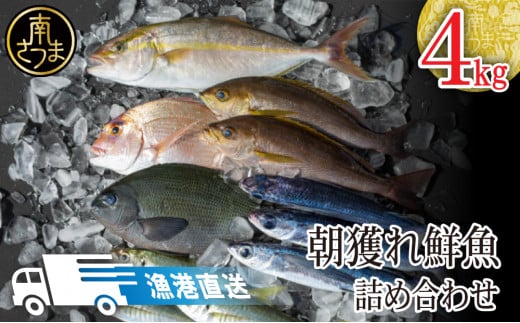 【漁港直送】朝獲れ鮮魚 詰め合わせ 4ｋｇ