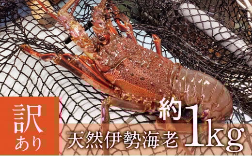 【訳あり】天然 伊勢海老 約1㎏（生食用） えび 海老 イセエビ いせえび 伊勢えび  魚介 刺身 鍋 冷凍 鹿児島 南さつま市