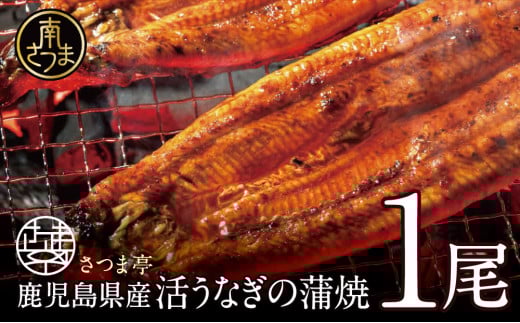 【鹿児島県産】活うなぎの蒲焼1尾 鰻 ウナギ 丑の日 グルメ うな重 うな丼 蒲焼 かば焼き お取り寄せ