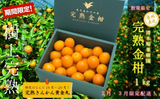 ◆先行受付◆ 2月~3月末発送【鹿児島県南さつま市産】完熟金柑 黄金丸 約1kg(3L~4L) 柑橘 きんかん 旬 フルーツ 果物 常温 南さつま市
