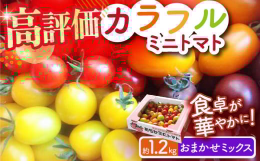 【年内配送】【先行予約】【おまかせMIX】カラフルミニトマト 約1.2kg ミニトマト プチトマト 野菜 トマト とまと ミニトマト カラフル ミニトマト 甘い 小値賀町 りんたろうふぁ～む [DAE002] 1万円 以上