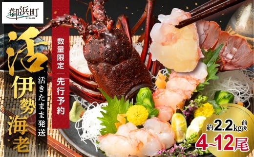 ［日付指定できる！］文恵丸水産の熊野灘産活伊勢海老　大漁コース 4～12尾 約2.2kg前後【魚介 伊勢海老 伊勢えび 海老 えび 活き 三重県 御浜町】