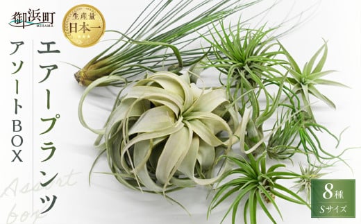 南紀グリーンハウスのエアープランツアソートBOX[エアープランツ プランツ ティランジア 詰め合わせ 観葉植物 植物 エアプランツ 園芸 インテリア ギフト セット 三重県 御浜町 ]