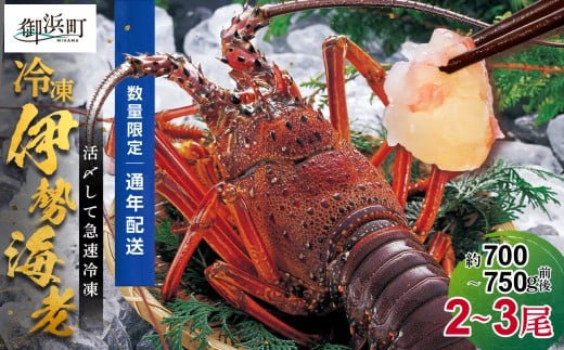 ［日付指定できる！］文恵丸水産の熊野灘産活〆急速冷凍伊勢海老　梅 2～3尾 約700～750g【要日時指定配達 急速冷凍 魚介 プロトン 伊勢海老 伊勢えび 海老 えび 三重県 御浜町 冷凍】