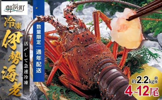 ［日付指定できる！］文恵丸水産の熊野灘産活〆急速冷凍伊勢海老　松4～12尾 約2.2kg前後【要日時指定配達 急速冷凍 魚介 伊勢海老 伊勢えび 海老 えび 三重県 御浜町 冷凍】