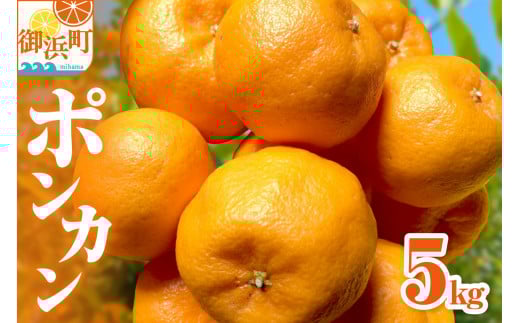 【2026年発送 先行予約品】旨みと香りを産地直送!ミカファームのポンカン5キロ【期間限定 数量限定 果物 フルーツ みかん ぽんかん デザート 5kg 三重県 御浜町】