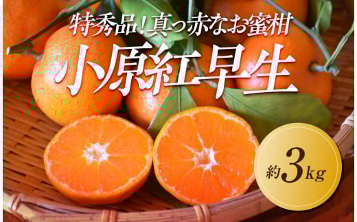 【2025年11月中旬より発送】特秀品！真っ赤なお蜜柑「小原紅早生」約3kg