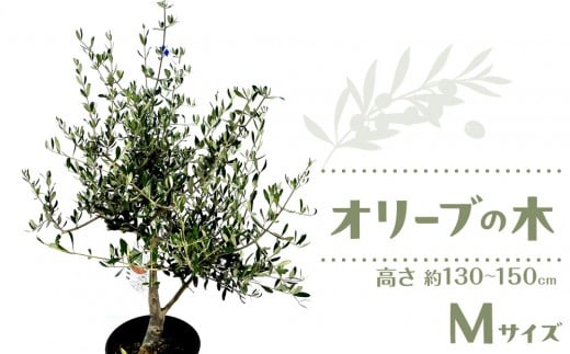 オリーブの木 Mサイズ 高さ約130~150cm