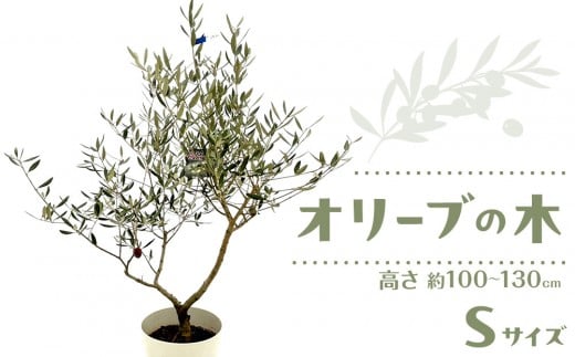 オリーブの木 Sサイズ 高さ約100~130cm