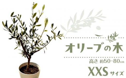 オリーブの木 XXSサイズ 高さ約50~80cm