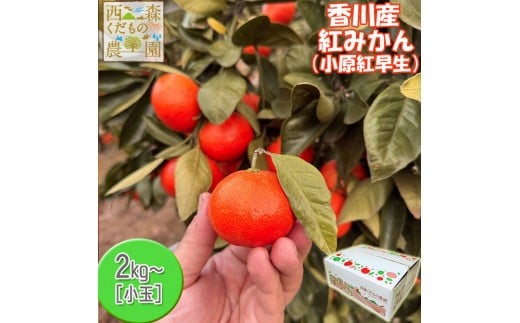 『2025年冬先行受付』香川オリジナル品種「紅みかん(小原紅早生)」小玉4kg