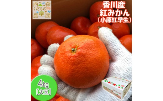 『2025年冬先行受付』香川オリジナル品種「紅みかん(小原紅早生)」大玉4kg