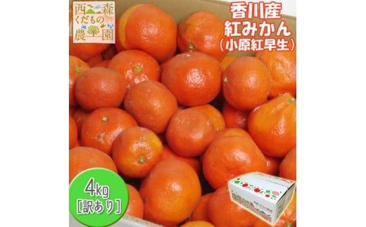 『2025年冬先行受付』香川オリジナル品種「紅みかん(小原紅早生)」訳あり品4kg