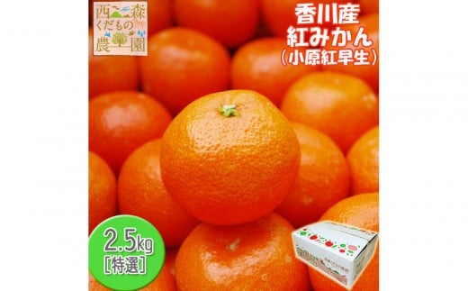 『2025年冬先行受付』香川オリジナル品種「紅みかん(小原紅早生)」2.5kg[のしシール付き]