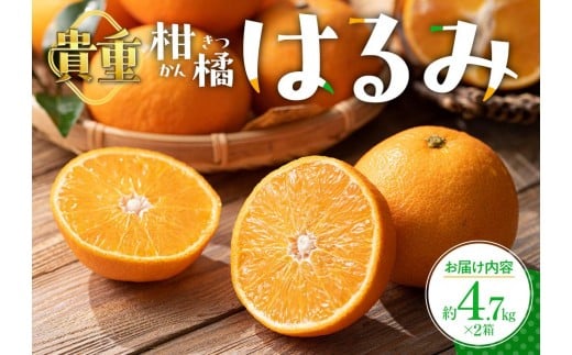 貴重柑橘　はるみ　約4.7kg×2箱【2026年2月上旬～2026年3月中旬配送】