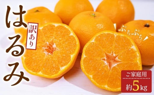 訳あり ご家庭用 はるみ 約5kg【2026-2月上旬～2026-3月下旬配送】