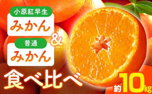 小原紅早生みかん・普通みかん　食べ比べ　約10kg【2025-11月中旬～2026-1月中旬配送】