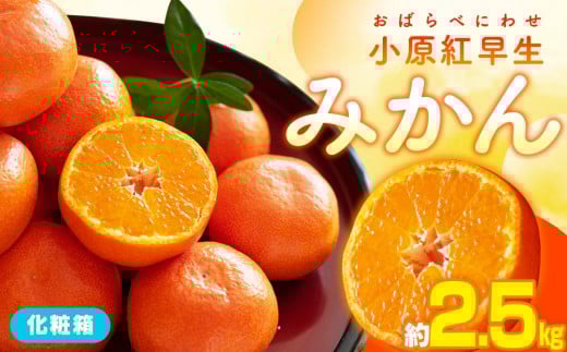 小原紅早生みかん化粧箱　約2.5kg【2025-11月中旬～2026-1月中旬配送】
