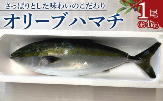 オリーブハマチ1尾 約4kg