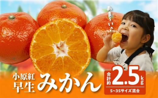 [訳あり]ご家庭用小原紅早生みかん(サイズおまかせ) 約2.5kg[11月下旬〜1月下旬配送予定]|早生ミカン みかん 早生みかん 訳アリ 訳あり 不揃い 家庭用みかん 甘い フルーツ くだもの 果物 柑橘 人気 おすすめ わけあり先行予約