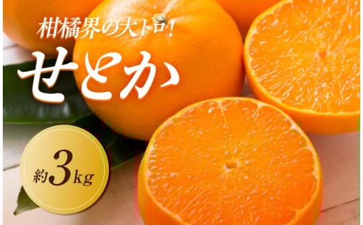 [2026年2月中旬より順次発送]柑橘界の大トロ!せとか 約3kg|果物 くだもの フルーツ 柑橘 みかん せとか ミカン 人気 おすすめ お土産 ギフト 贈答 家庭用 先行予約 人気 おすすめ 香川 高松