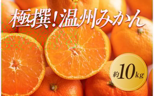 【2025年11月上旬より順次発送】極撰！温州みかん　約10kg｜果物 くだもの フルーツ 柑橘 みかん 温州みかん 人気 おすすめ 先行予約 香川 高松