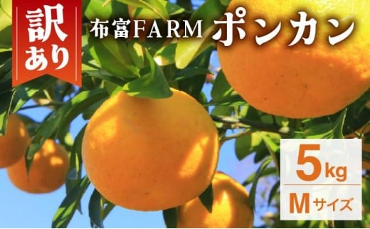 【先行予約】訳ありポンカン Mサイズ 5kg