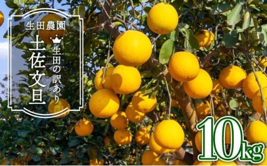 【訳アリ】土佐文旦<10kg>I3