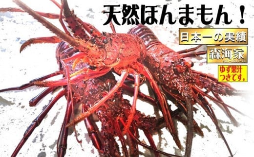 S37-B リピーター続出!伊勢海老[400〜500g(1〜2尾)ランダム]