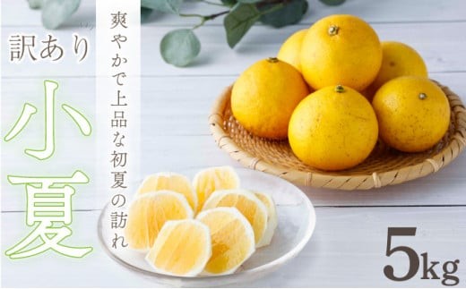 h19【訳あり】小夏 5kg