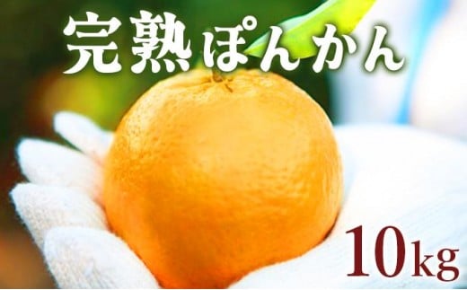 【先行予約】完熟ぽんかん<10kg> F112