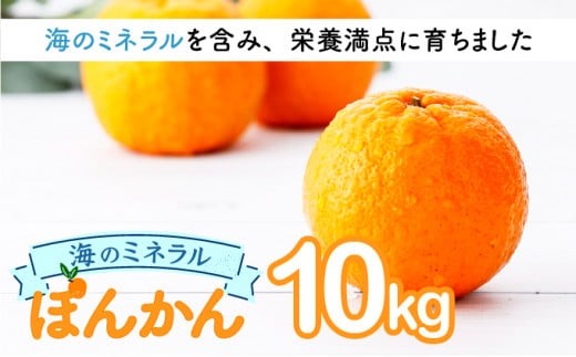 【先行予約】海のミネラルをたっぷり含んだ甲浦のポンカン 10kg〈贈答用〉 H25