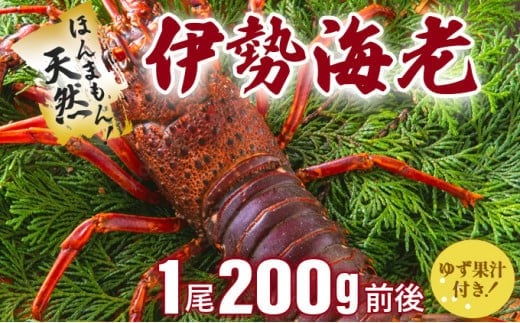 伊勢海老 天然ほんまもん!<200g前後>【扱いやすい鮮度抜群冷凍】刺身OK 国産 東洋町産 天然 新鮮 海鮮 焼き ボイル 四国 お取り寄せ お祝い 記念日 贈り物 送料無料 生 S143